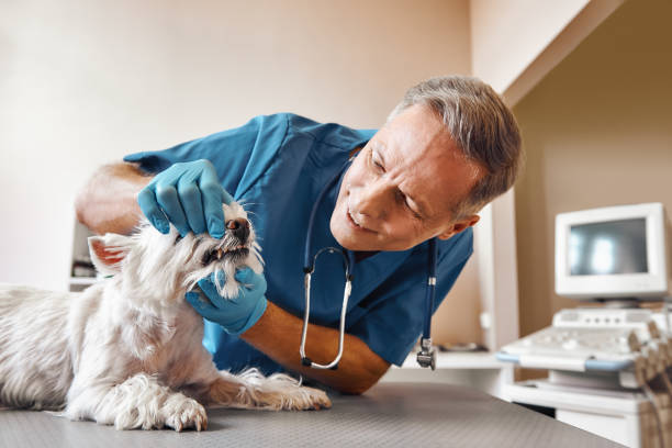 Best Emergency Dental Extractions in Churubusco, IN